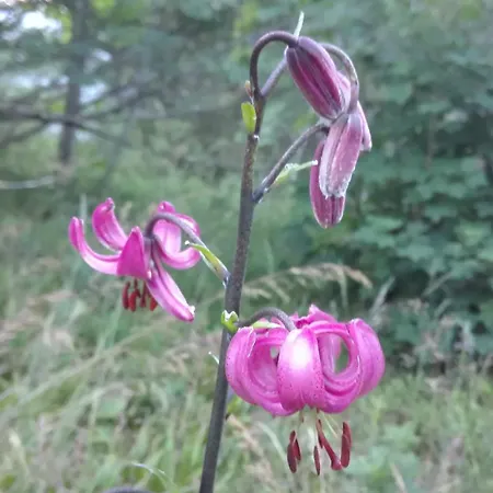 Camping Mobilhome Convivial En Alsace Munster (Haut-Rhin)