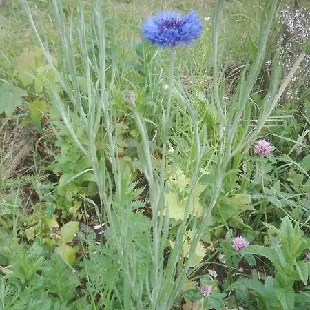 Campeggio Mobilhome Convivial En Alsace